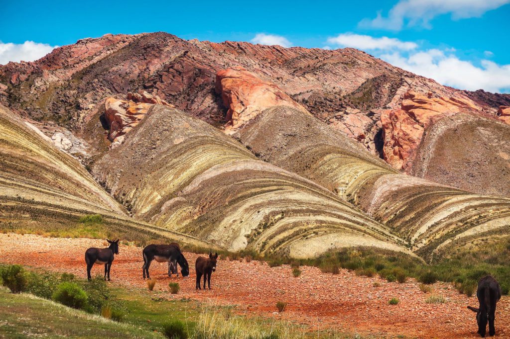 mules near colorful mountains in picturesque wild valley