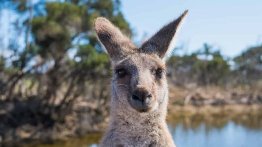 The Australian government wants more backpackers and is giving free working holiday visas