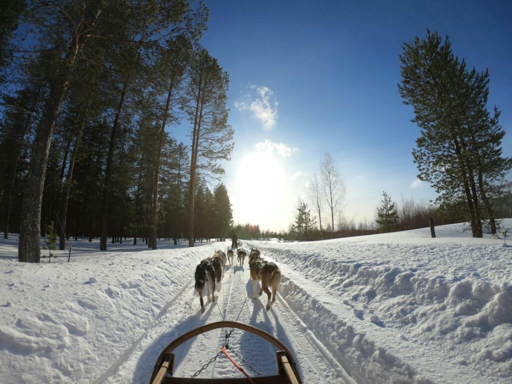 Rovaniemi, lapland dog sledding during winter in Finland